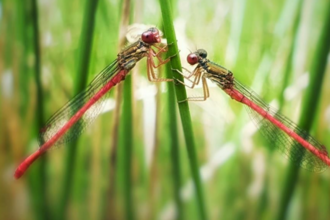 Photograph showing two red damselflies facing one another 