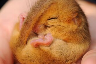 Photo showing a dormouse in the palm of a hand