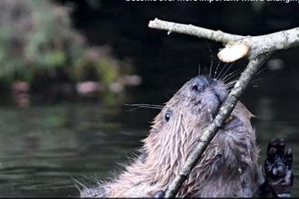 Beavers3