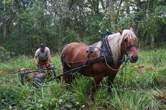 Photo showing horse logging