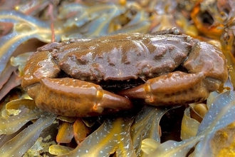 Photo of a furrowed crab