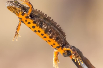 Photo showing great crested newt