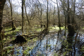 Wetland