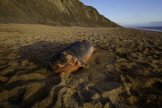 A photo of a deceased pygmy sperm whale on a beach
