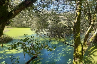 Beaver enclosure