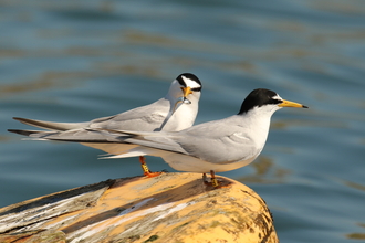 Photo showing two little terns on a buoy at sea