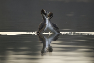 Great crested grebe weed dance