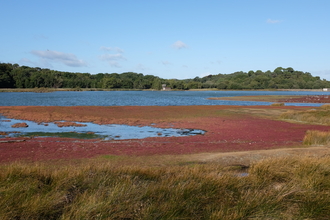 Photo showing view of Brownsea Island