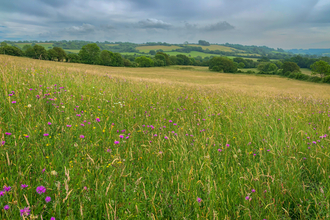 Kingcombe NNR