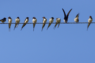 Swallows perched along a telegraph wire against a blue sky, The Wildlife Trusts