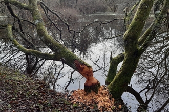 Beaver felled willow tree