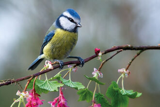 Bue tit