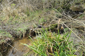 leaky dam
