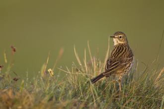 A meadow pipit on the grass, looking back at the camera over its shoulder