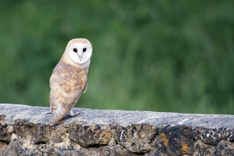 Barn owl at Lorton Meadows