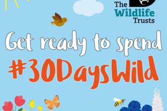 30 days wild graphic