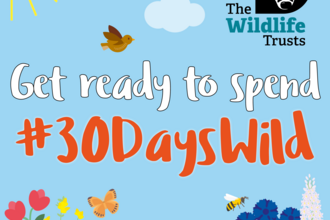 30 days wild graphic 