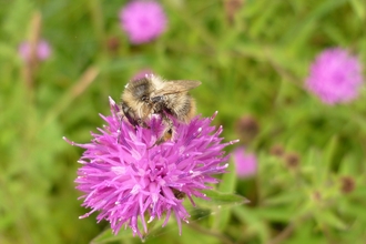 Shrill Carder Bee