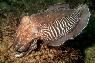 Common cuttlefish