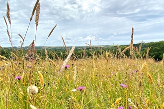 Wildflower meadow Kingcombe