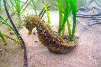 Spiny seahorse