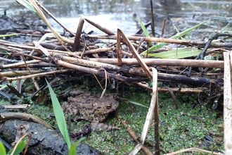 Common toad sheltering in a beaver dam