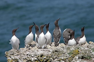 Colony of guillemots on cliff-top looking up
