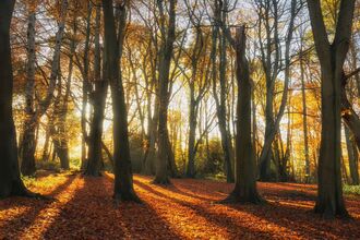 Trees at Kingcombe