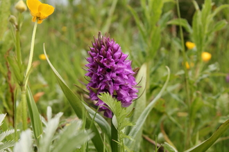 Southern marsh orchid 