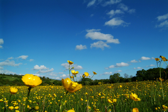 Kingcombe Nature Reserve by Mark Heighes