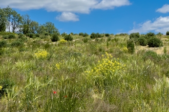 Arable field at Wild Woodbury 