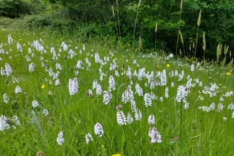 Orchid grassland 