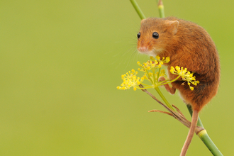 Harvest mouse