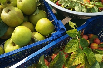 Fruit collected at Kingcombe Meadows 