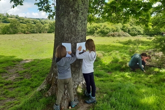 Tree etching