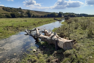 LWD installed to imitate a fallen tree where there is a lack of this natural habitat.