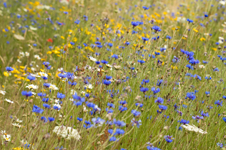 Wild flower meadow 