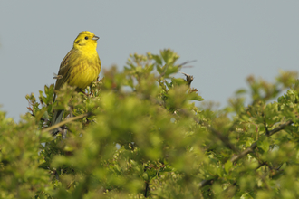 Yellowhammer in a tree