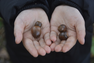 Bere Regis Primary School student with acorns from Wild Woodbury
