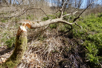 Beaver felled willow tree