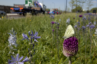 Butterfly on the roadside 