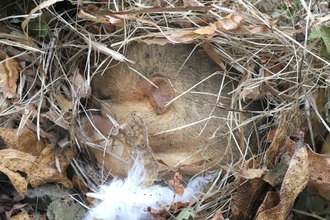 Sleeping dormouse 