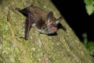 Bat on tree