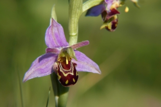 Wild Bee Orchid