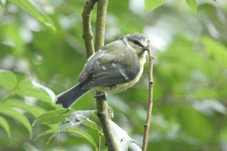 Blue tit on branch