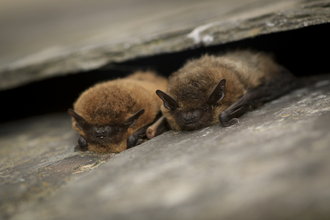 couple of bats