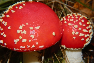 Two red mushrooms