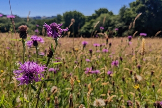 Wild flowers in meadow