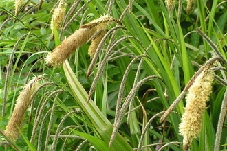 Grasses