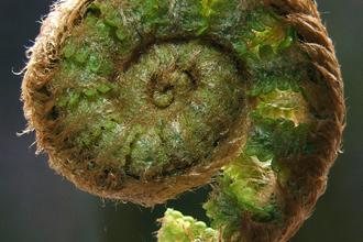 Furled fern